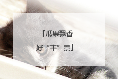 瓜果飘香 好“丰”景