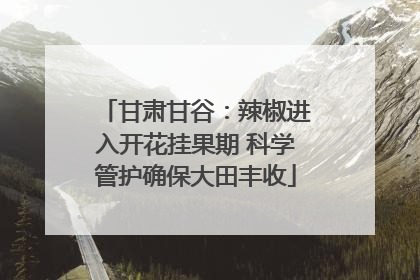 甘肃甘谷：辣椒进入开花挂果期 科学管护确保大田丰收