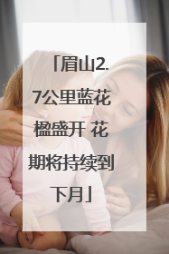 眉山2.7公里蓝花楹盛开 花期将持续到下月