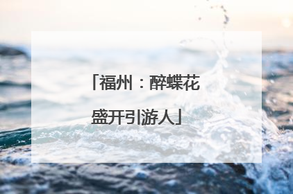 福州：醉蝶花盛开引游人