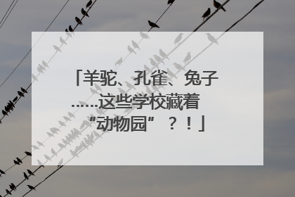 羊驼、孔雀、兔子……这些学校藏着 “动物园”？！