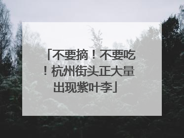 不要摘！不要吃！杭州街头正大量出现紫叶李