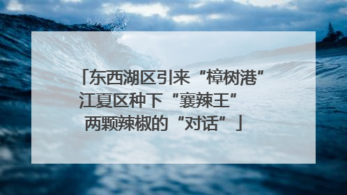 东西湖区引来“樟树港” 江夏区种下“襄辣王” 两颗辣椒的“对话”