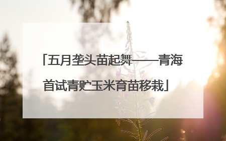 五月垄头苗起舞——青海首试青贮玉米育苗移栽