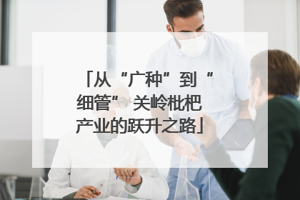 从“广种”到“细管” 关岭枇杷产业的跃升之路