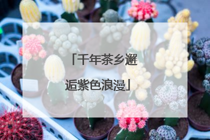 千年茶乡邂逅紫色浪漫