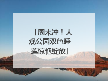 周末冲！大观公园双色睡莲惊艳绽放