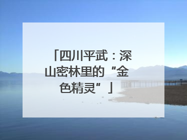 四川平武：深山密林里的“金色精灵”