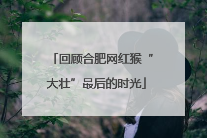 回顾合肥网红猴“大壮”最后的时光