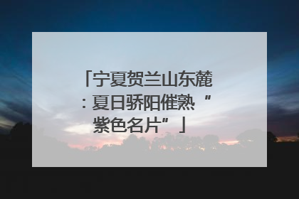 宁夏贺兰山东麓：夏日骄阳催熟“紫色名片”