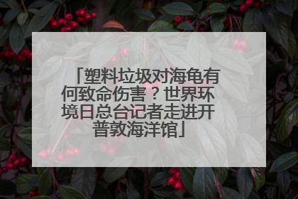 塑料垃圾对海龟有何致命伤害？世界环境日总台记者走进开普敦海洋馆