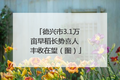 德兴市3.1万亩早稻长势喜人 丰收在望（图）