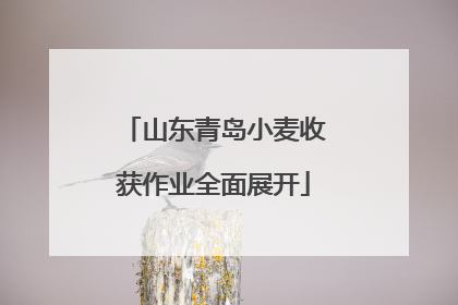 山东青岛小麦收获作业全面展开