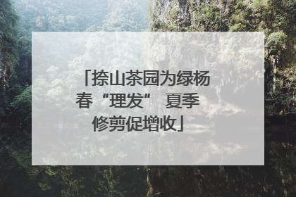 捺山茶园为绿杨春“理发” 夏季修剪促增收