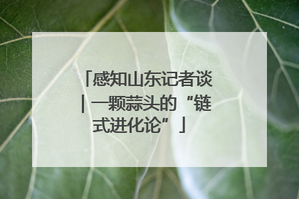感知山东记者谈｜一颗蒜头的“链式进化论”