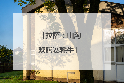 拉萨：山沟欢腾赛牦牛