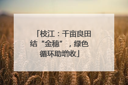 枝江：千亩良田结“金穗”，绿色循环助增收