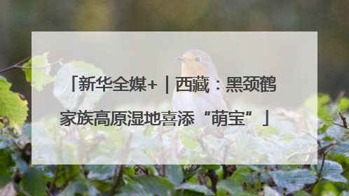 新华全媒+｜西藏：黑颈鹤家族高原湿地喜添“萌宝”