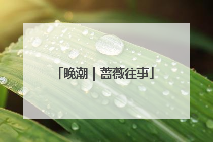 晚潮｜蔷薇往事