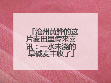 沧州黄骅的这片麦田里传来喜讯：一水未浇的旱碱麦丰收了