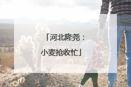 河北隆尧：小麦抢收忙