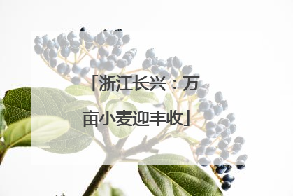 浙江长兴：万亩小麦迎丰收