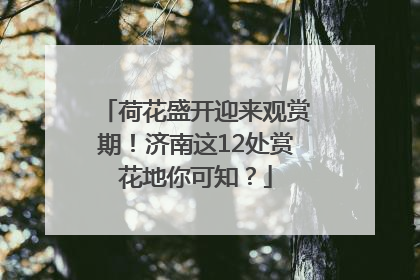 荷花盛开迎来观赏期！济南这12处赏花地你可知？
