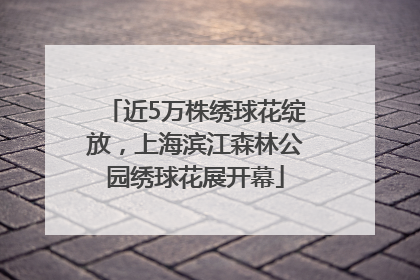 近5万株绣球花绽放，上海滨江森林公园绣球花展开幕