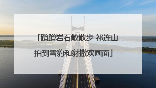 蹭蹭岩石散散步 祁连山拍到雪豹和豺撒欢画面
