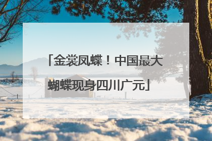 金裳凤蝶！中国最大蝴蝶现身四川广元