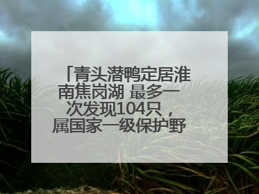 青头潜鸭定居淮南焦岗湖 最多一次发现104只，属国家一级保护野生动物