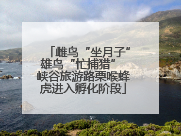 雌鸟“坐月子”雄鸟“忙捕猎” 峡谷旅游路栗喉蜂虎进入孵化阶段