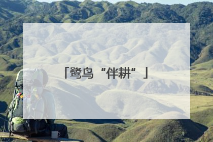 鹭鸟“伴耕”