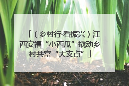 （乡村行·看振兴）江西安福“小西瓜”撬动乡村共富“大支点”
