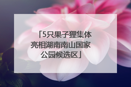 5只果子狸集体亮相湖南南山国家公园候选区